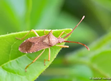 Gonocerus acuteangulatus - Punaise des noisettes (Les Alluets Le Roi, mai 2023)