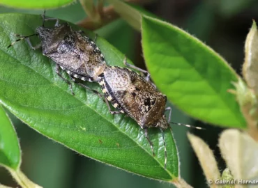 Rhaphigaster nebulosa - Punaise nébuleuse (Les Alluets Le Roi, mai 2023)