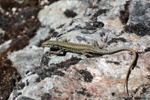 Podarcis muralis – Lézard des murailles (Site du fort du Roc d'Anglars, Aveyron, juillet 2022)