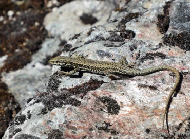 Podarcis muralis – Lézard des murailles (Site du fort du Roc d'Anglars, Aveyron, juillet 2022)