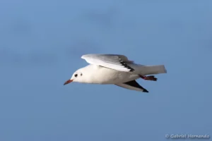 Mouette rieuse en vol - Chroicocephalus ridibundus (Port-Blanc, Bretagne, septembre 2021)