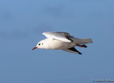 Mouette rieuse en vol - Chroicocephalus ridibundus (Port-Blanc, Bretagne, septembre 2021)