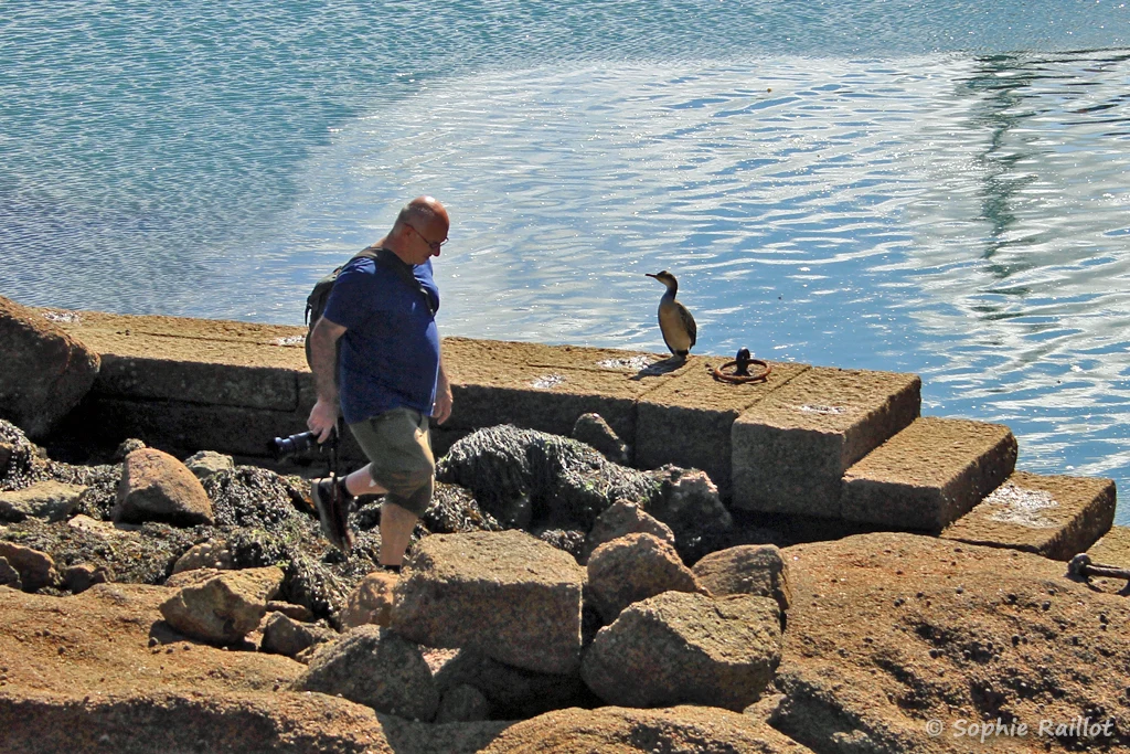 Je passe à côté d'un jeune cormoran huppé pas farouche. c'est mon copain du moment (Côte de Granit rose, Ploumanac'h, septembre 2021)