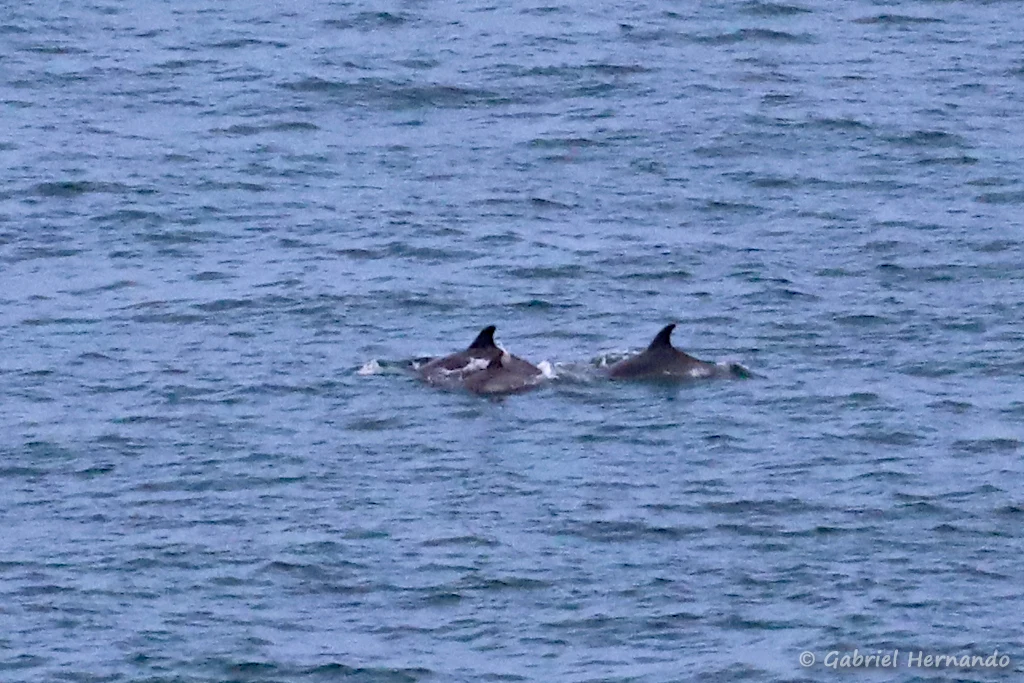 Trois grands dauphins, dont un jeune – Tursiops truncatus (Plouézec, septembre 2021)