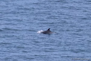 Grand dauphin – Tursiops truncatus (Plouézec, septembre 2021)