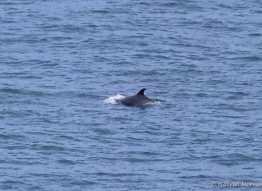 Grand dauphin – Tursiops truncatus (Plouézec, septembre 2021)