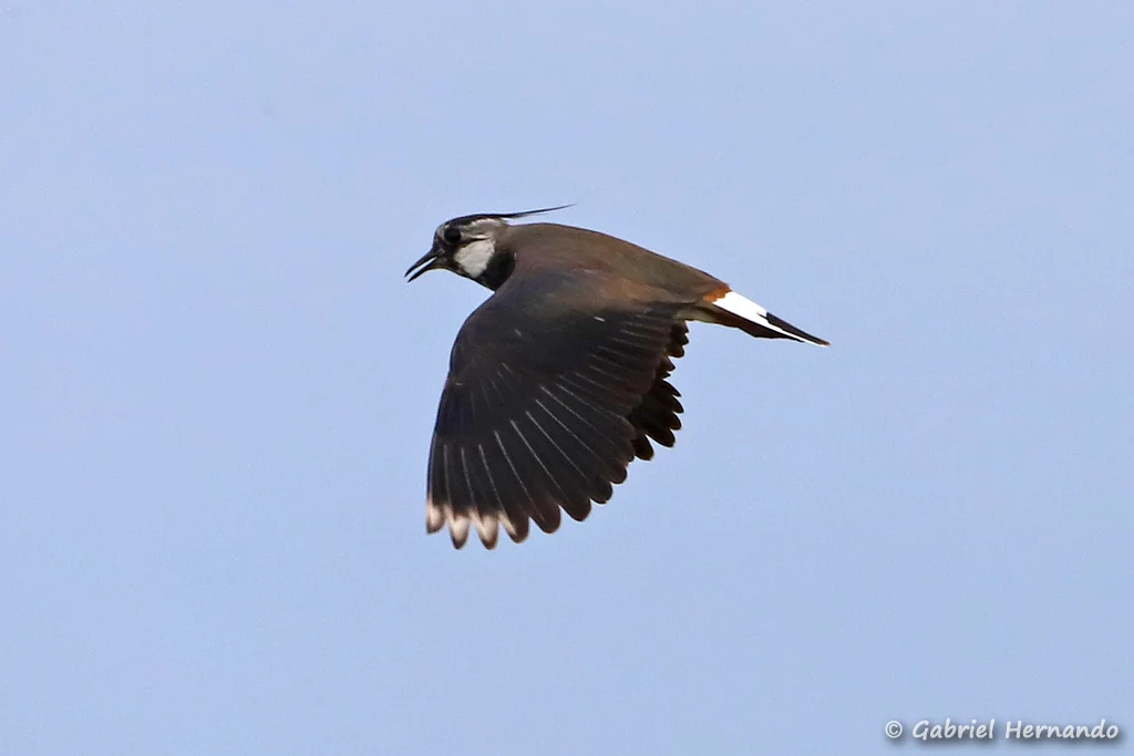 Vanneau huppé en vol – Vanellus vanellus (Réserve naturelle de l'estuaire de la Seine, mai 2023)