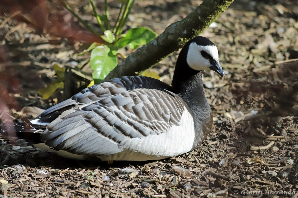 Bernache nonnette - Branta leucopsis (ZooParc de Beauval, mai 2025)