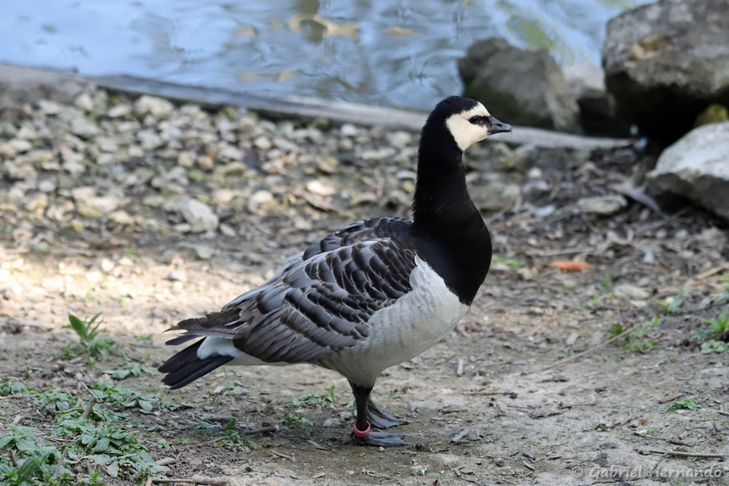 Bernache nonnette - Branta leucopsis (ZooParc de Beauval, mai 2025)