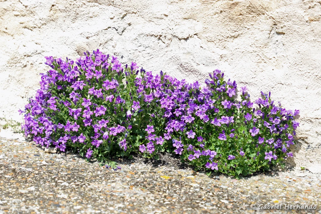 Campanule des murailles - Campanula muralis (Saint-Marcel, Eure, mai 2023)