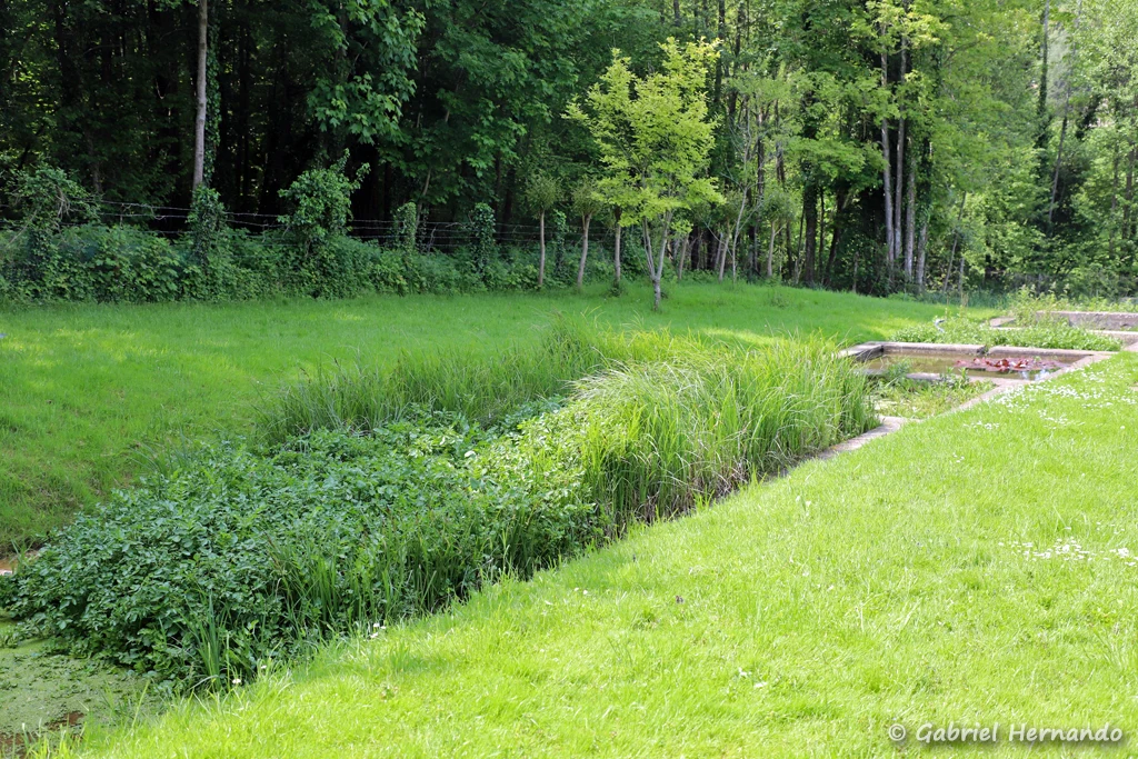 Anciennes cressonnières, sur les côteau (Saint-Marcel, Eure, mai 2023)