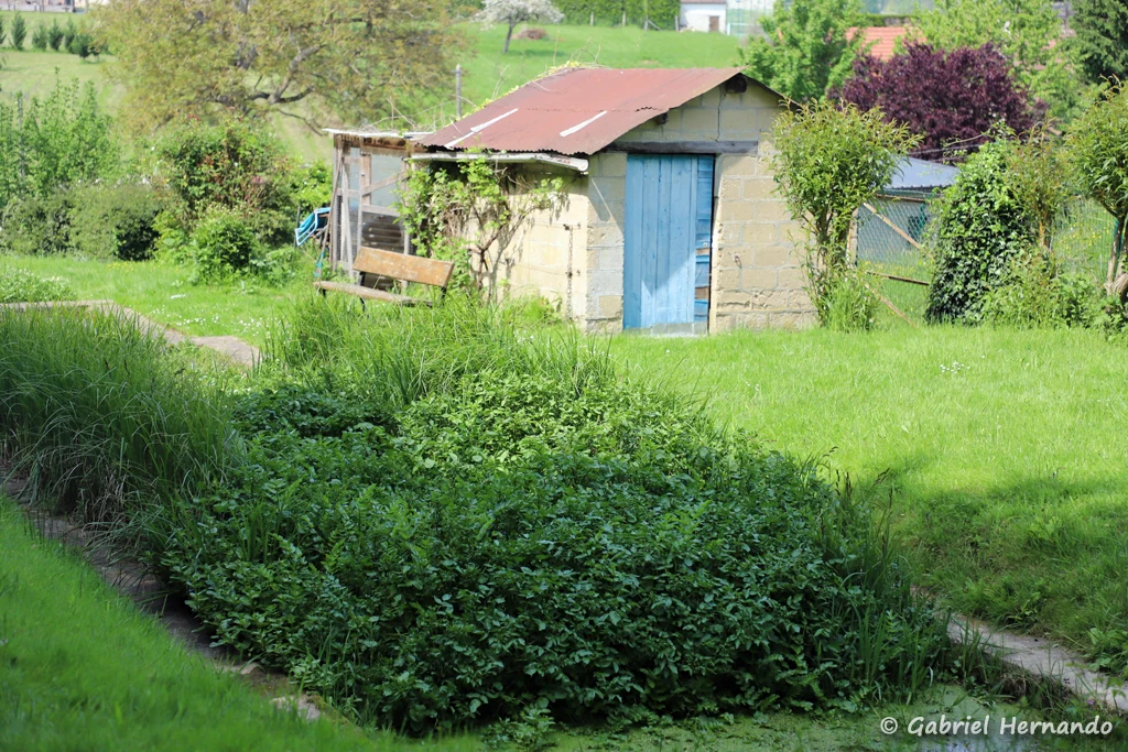 Anciennes cressonnières, sur les côteau (Saint-Marcel, Eure, mai 2023)