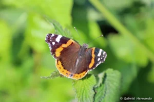 Vanessa atalanta – le Vulcain (Cancale, mai 2023)