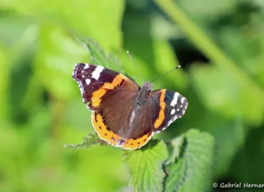 Vanessa atalanta – le Vulcain (Cancale, mai 2023)