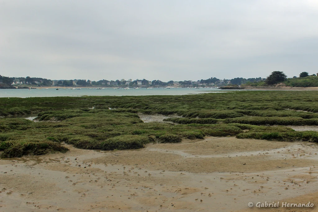 La zone d'herbus, en bordure du cordon dunaire, dans le havre de Rothéneuf (Saint-Coulomb, mai 2023)