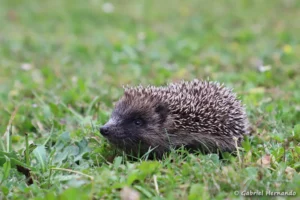 Jeune Hérisson commun - Erinaceus europaeus (Vernon, juin 2023)