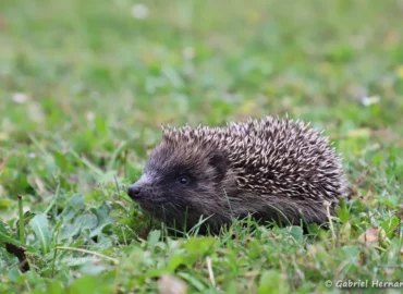 Jeune Hérisson commun - Erinaceus europaeus (Vernon, juin 2023)