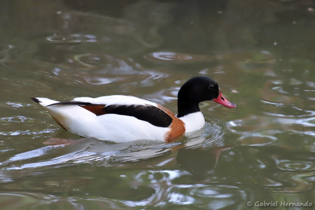 Tadorne de Belon - Tadorna tadorna (ZooParc de Beauval, mai 2025)