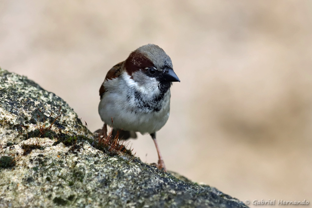 Moineau domestique - Passer domesticus (ZooParc de Beauval, mai 2025)