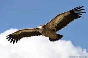 Vautour fauve - Gyps fulvus (ZooParc de Beauval, mai 2025)