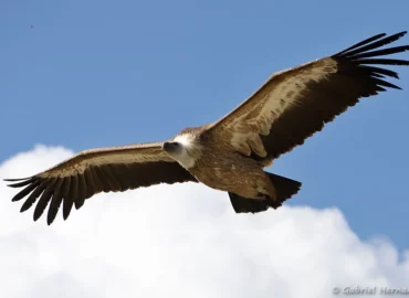 Vautour fauve - Gyps fulvus (ZooParc de Beauval, mai 2025)