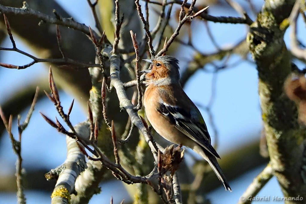 Pinson des arbres - Fringilla coelebs (Vernon, avril 2025)