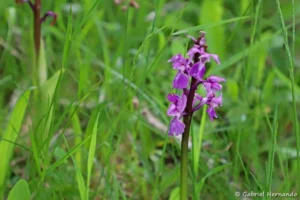 Orchis mascula - Orchis mâle