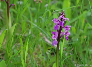 Orchis mascula - Orchis mâle