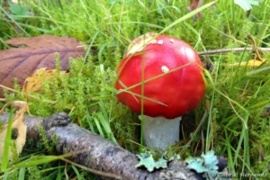 Amanite tue-mouches - Amanita muscari