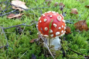 Amanite tue-mouches - Amanita muscari