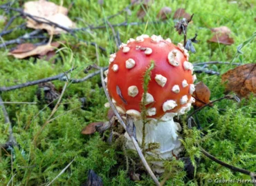 Amanite tue-mouches - Amanita muscari