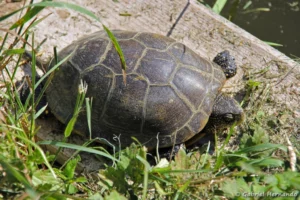 Emis orbicularis orbicularis - Cistude d'Europe