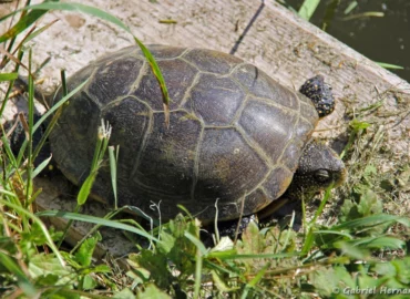 Emis orbicularis orbicularis - Cistude d'Europe