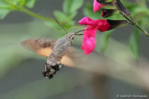 Macroglossum stellatarum - Moro-sphinx, Sphinx colibri ou Sphinx du caille-lait