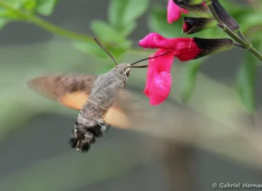 Macroglossum stellatarum - Moro-sphinx, Sphinx colibri ou Sphinx du caille-lait