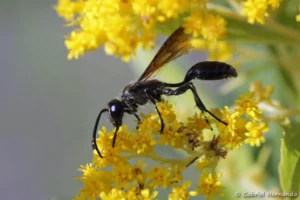 Isodontia mexicana - Isodonte mexicaine