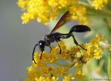 Isodontia mexicana - Isodonte mexicaine