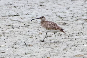 Courlis corlieu - Numenius phaeopus