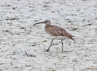 Courlis corlieu - Numenius phaeopus