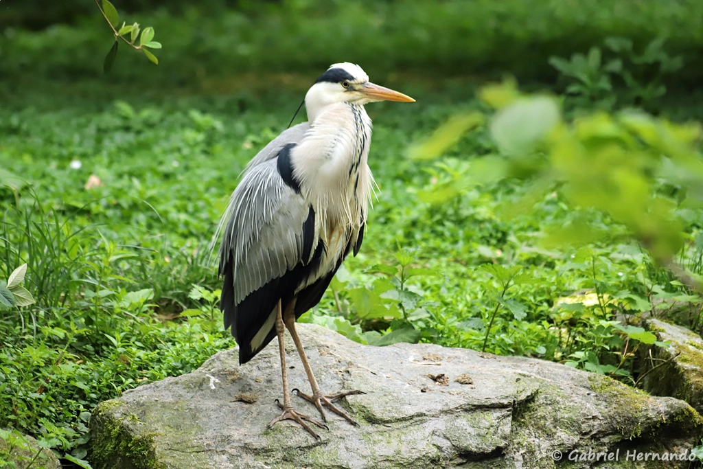 Héron cendré - Ardea cinerea (ZooParc de Beauval, mai 2025)