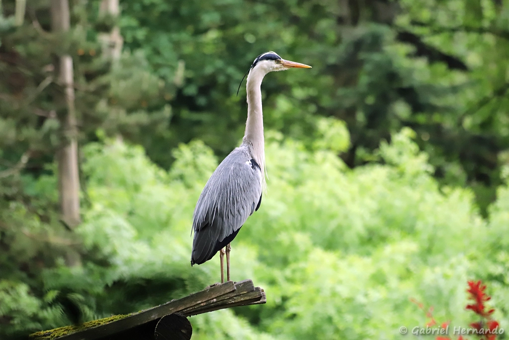 Héron cendré - Ardea cinerea (ZooParc de Beauval, mai 2025)