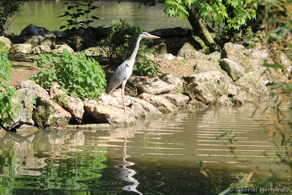 Héron cendré - Ardea cinerea (ZooParc de Beauval, mai 2025)