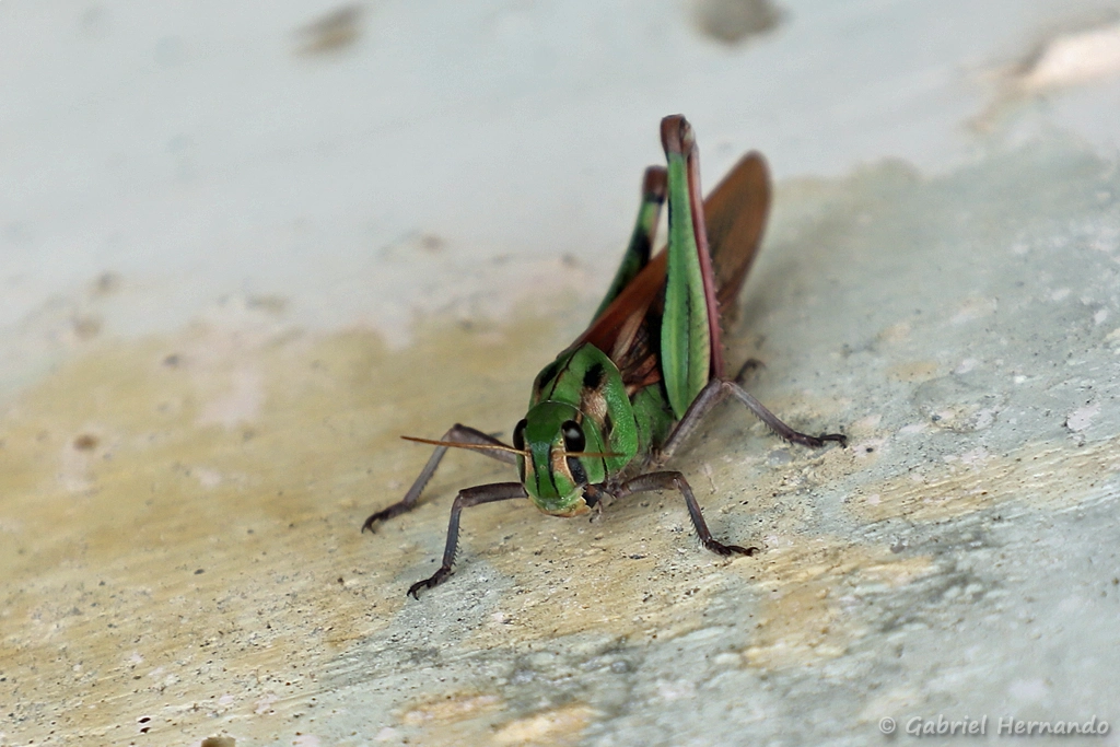 Criquet cendré- Locusta cf. migratoria cinerascens (Cerreto Guidi, Italie, octobre 2024)