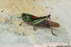 Criquet cendré- Locusta cf. migratoria cinerascens (Cerreto Guidi, Italie, octobre 2024)