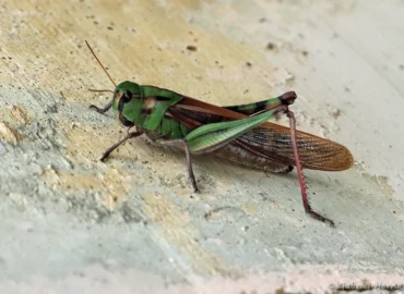 Criquet cendré- Locusta cf. migratoria cinerascens (Cerreto Guidi, Italie, octobre 2024)