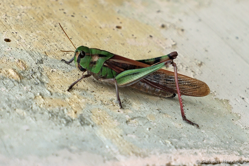 Criquet cendré- Locusta cf. migratoria cinerascens (Cerreto Guidi, Italie, octobre 2024)