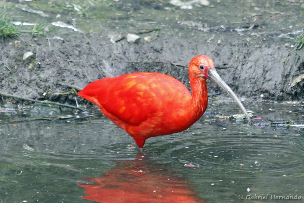 Ibis rouge - Eudocimus ruber (CERZA, Hermival les Vaux, mai 2019)