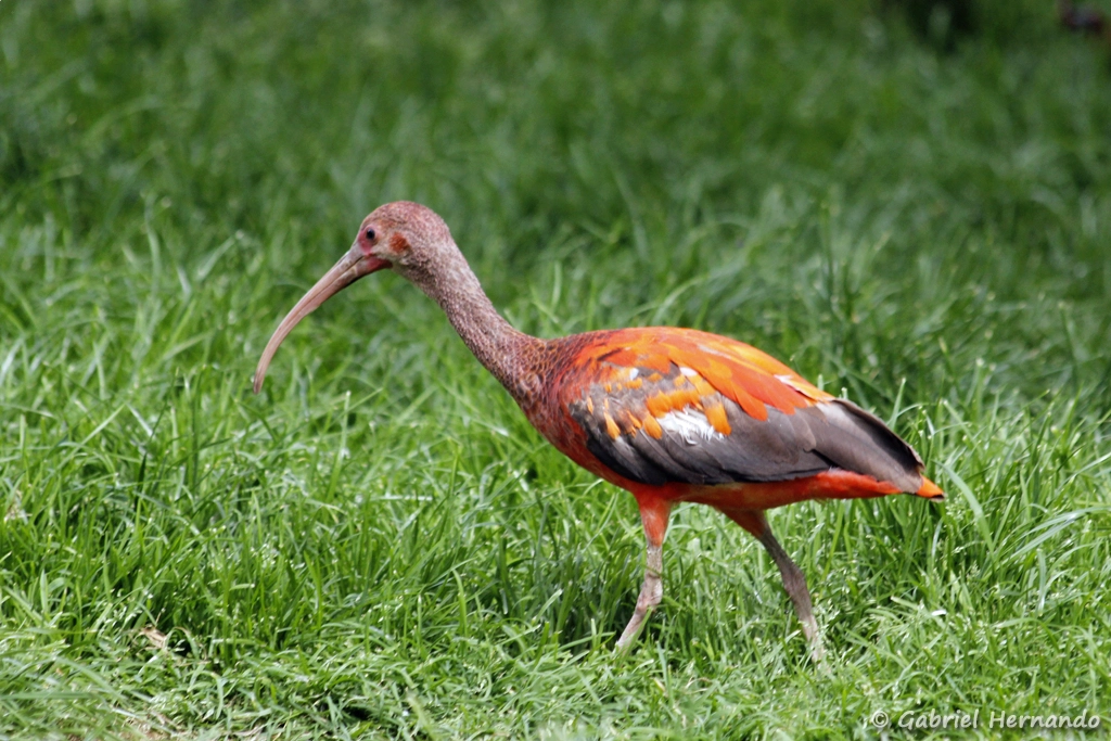 Ibis rouge - Eudocimus ruber (CERZA, Hermival les Vaux, mai 2019)