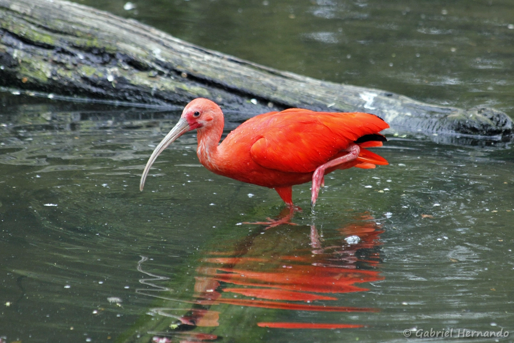 Ibis rouge - Eudocimus ruber (CERZA, Hermival les Vaux, mai 2019)