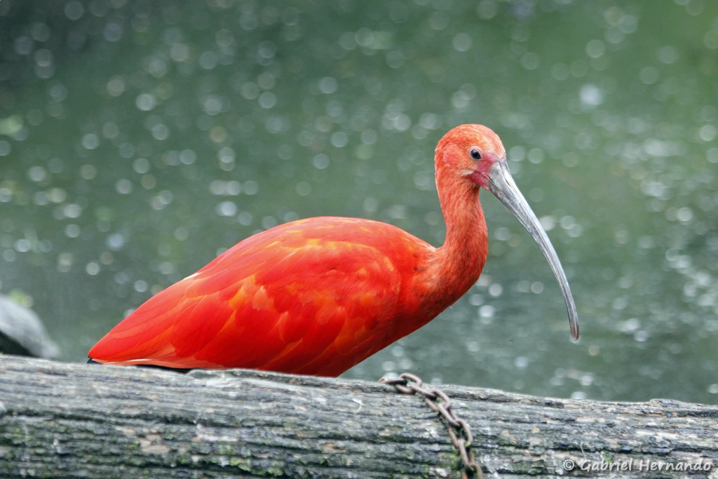 Ibis rouge - Eudocimus ruber (CERZA, Hermival les Vaux, mai 2019)